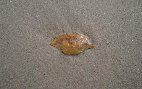 The top view of crab shell resting on wet sand along a beach shoreline. Stock Photos