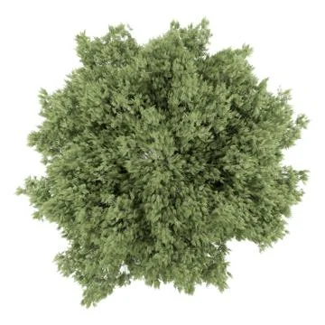 Top view of crack willow tree isolated on white background Stock Illustration