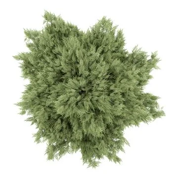 Top view of crack willow tree isolated on white background Stock Illustration