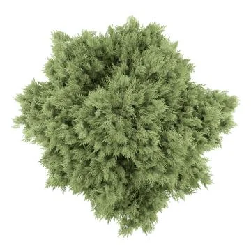 Top view of crack willow tree isolated on white background Stock Illustration