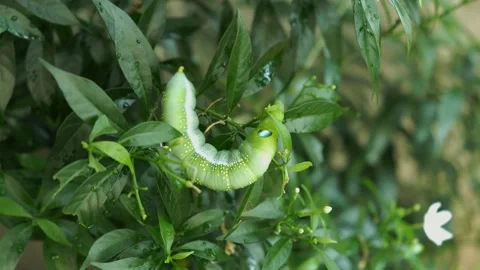 Top view crawling Daphnis nerii caterpillar Stock Footage 143577660