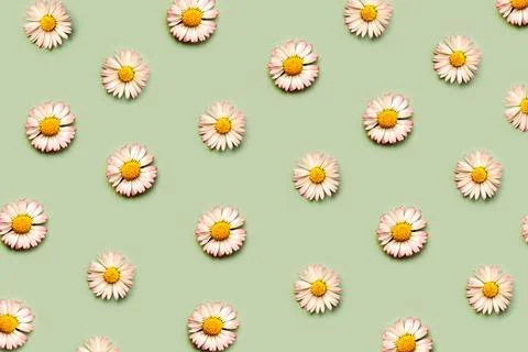 Top view of creative pattern made of white daisy flowers.Springtime concept Stock Photos