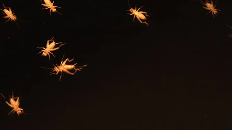 Top view of crickets scurrying against d... | Stock Video | Pond5
