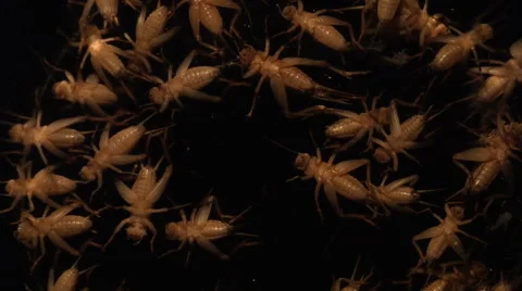 Top view of crickets scurrying against dark background Stock Footage 46545357