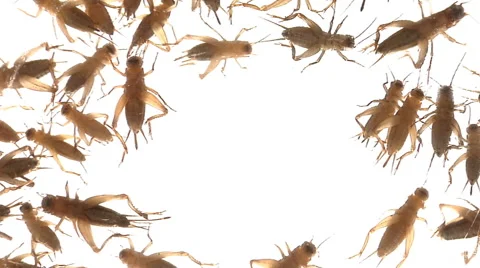 Top view of crickets scurrying against d... | Stock Video | Pond5