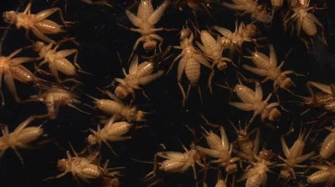 Top view of crickets scurrying against d... | Stock Video | Pond5