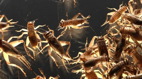 Top view of crickets scurrying against d... | Stock Video | Pond5