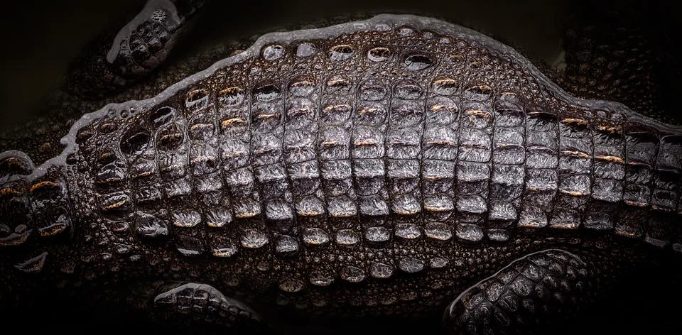 Top view of crocodile Stock Photos