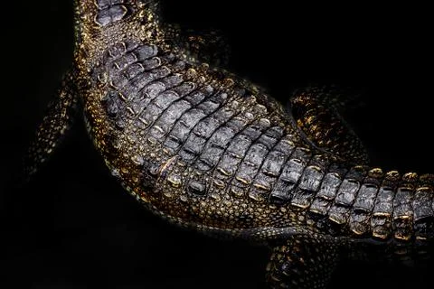 Top view of crocodile Stock Photos