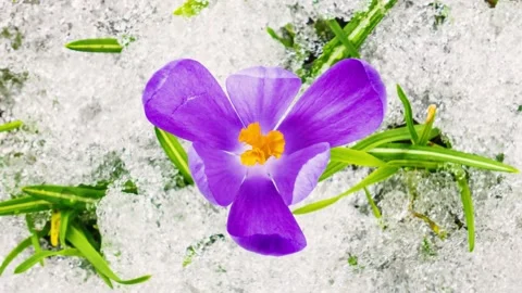 Top view of Crocus flowers blooming and snow melting in green meadow Spring Time Stock Footage 238520044