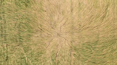 Top View Of Crop Circle In Farm Field - Drone Shot Stock Footage 280755408