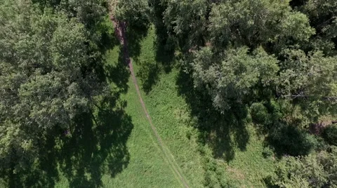 Top view of the crowns of deciduous trees Stock-Footage 67873583
