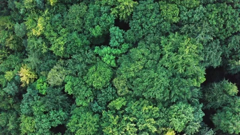 Top view of the crowns of a dense deciduous forest swaying wind aerial view Stock Footage 240932719