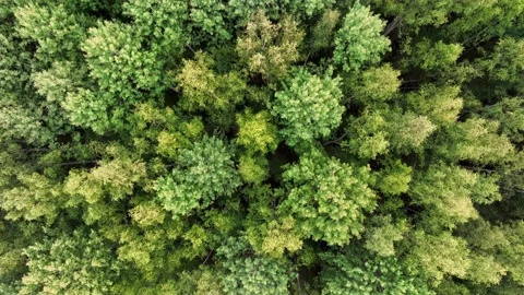 Top view of the crowns of green trees in the taiga.  Stock Footage 233886067