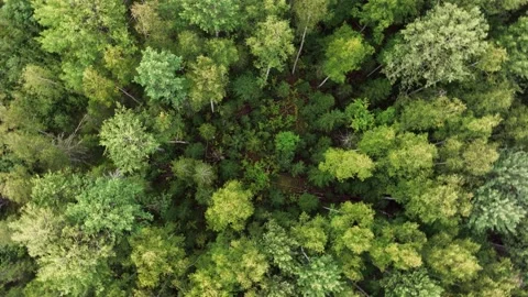 Top view of the crowns of green trees in the taiga.  스톡 동영상 233886729