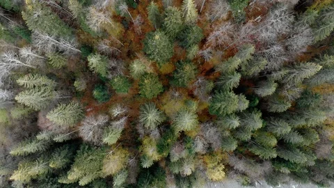Top view on the crowns of trees. Mountain landscape. Stock Footage 123316271