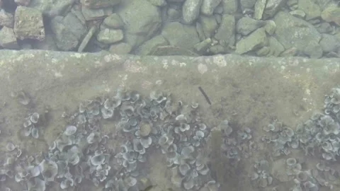 Top View of crystal clear sea water with rocks and shells Stock Footage 85771915