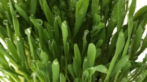 Top view: Cultivation of green grass plant water drops vitrase grass white Stock Footage 80746341