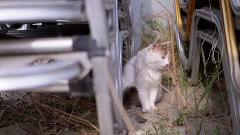 Top view, Curious Cat Is Playfully Nestled Among Stacked Metal Frames on Beach Stock Footage 312522106