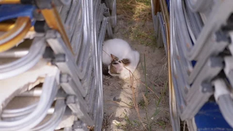 Top view, Curious Cat Is Playfully Nestled Among Stacked Metal Frames on Beach Video stock 312524031