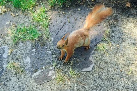 Top view of the curious ginger squirrel in park 스톡 사진