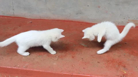 Top view of curious kittens keep on hitting their prey given by mother cat Stock Footage 277898850