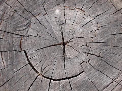 Top view of a cut tree closeup Stock Photos