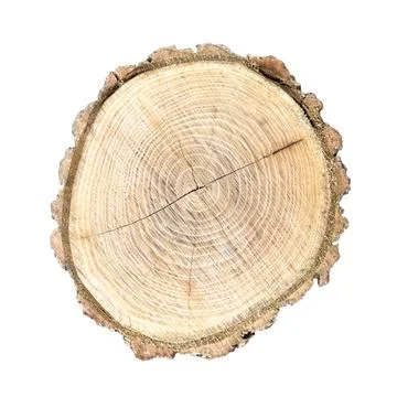 Top view of a cut tree log showing concentric wood rings and bark Foto stock