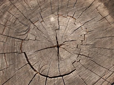 Top view of a cut tree Stock Photos