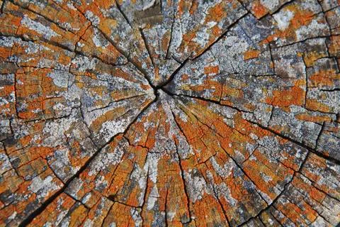 Top view of a cut tree Stock Photos