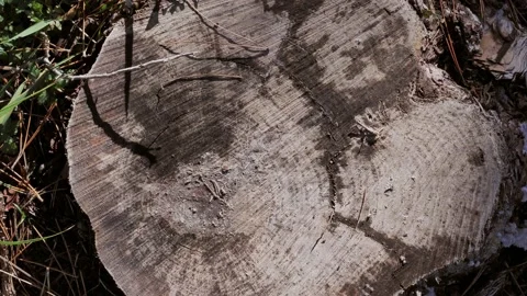 Top view of cut wood trunk, cut tree in the forest. Concept of reforestation Stock Footage 168802280
