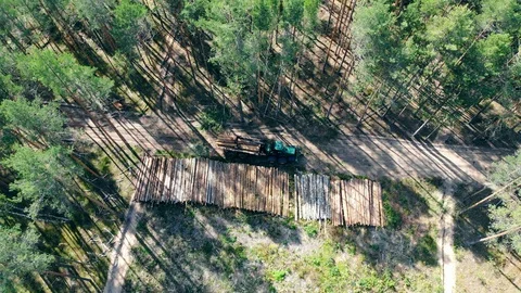 Top view of cut woods getting unloaded from the harvester. Deforestation, forest Stock Footage 117664867