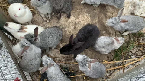Top view of cute brown and white rabbits Stock Footage 150264883