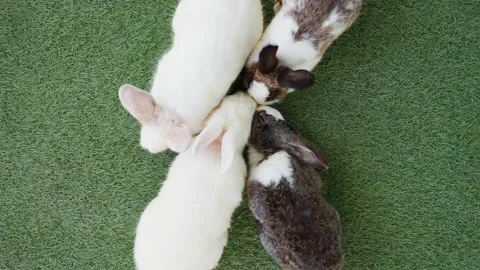 Top View Cute Bunny Are Eating Vegetables On Grass Field. Stockbeeldmateriaal 193439694