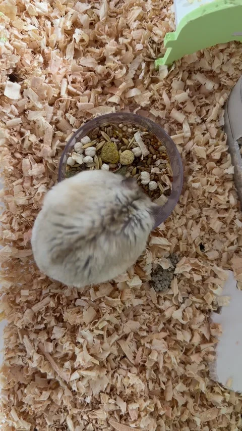 Top View of Cute Fluffy Dwarf Hamster Eating from Bowl Stockbeeldmateriaal 337557701