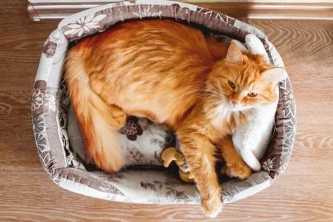 Top view on cute ginger cat sleeping in soft fabric basket with toy. Fluffy p Stock Photos