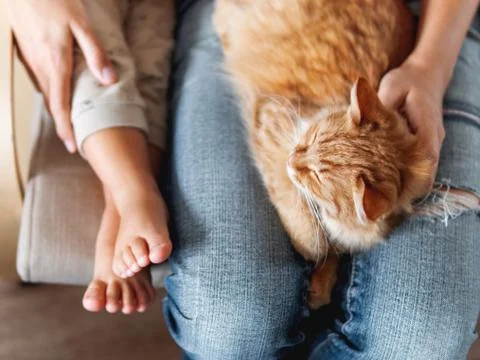 Top view on cute ginger cat lying on knees. Woman in jeans sits on chair with Stock Photos
