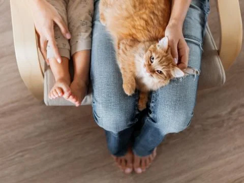 Top view on cute ginger cat lying on knees. Woman in jeans sits on chair with Stock-Fotos