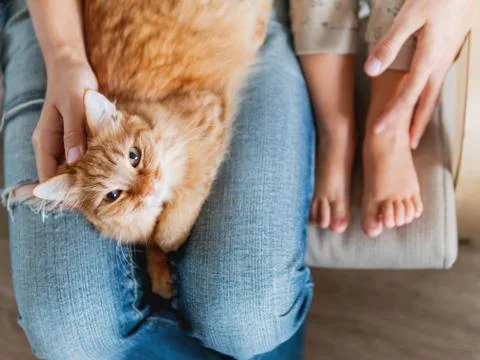 Top view on cute ginger cat lying on knees. Woman in jeans sits on chair with Stock Photos