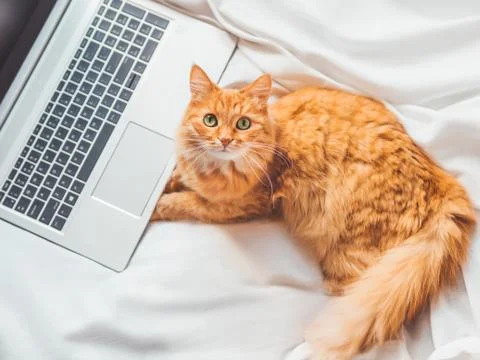 Top view on cute ginger cat lying in bed with laptop. Fluffy pet with compute Stock-Fotos
