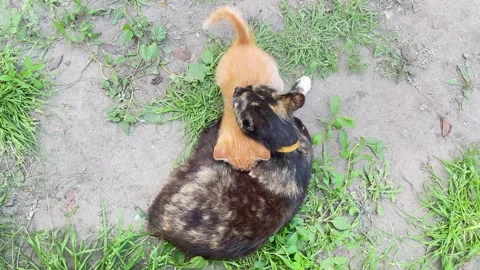 Top view of cute ginger kitten nursing from mother cat Stock Footage 336449830