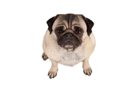 Top view, cute grumpy pug puppy dog seen from above Stock Photos