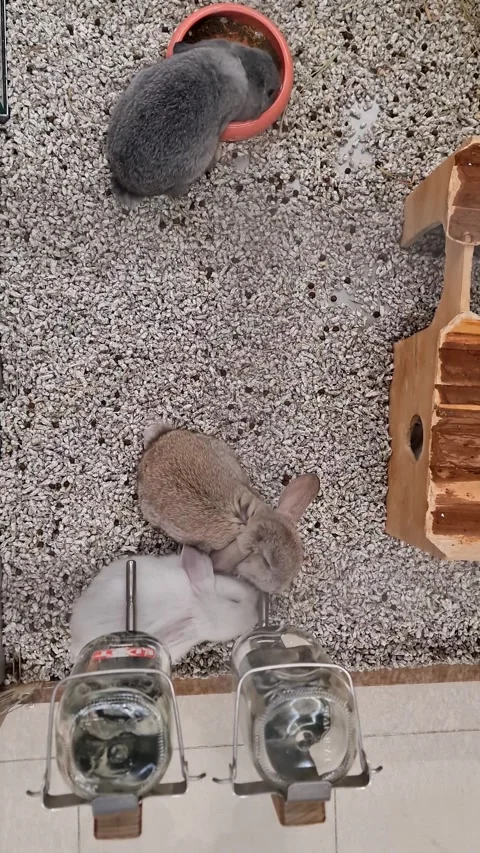 Top view of cute little rabbits in hutch eating special dry meal and drinking Video stock 324282413