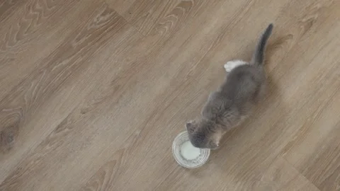 Top view of a cute scottish fold kitten cat who eats from a cup. Stock Footage 271076923