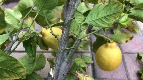 Top View of Cuttened Twig of Lemon Tree on the Floor Stock-Footage 100405658
