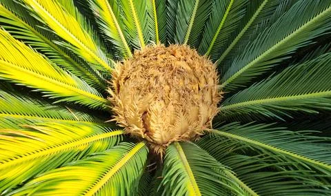 Top view of a cycas Stock Photos