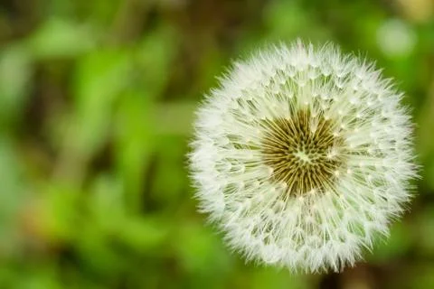 Top view of dandelion on cloudy spring day with blurred green grass in backgr Foto stock