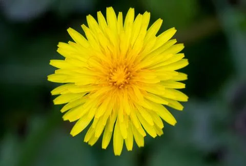 Top view of Dandelion Foto stock