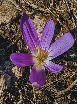 The top view of dark blue crocuses that have grown Stock Photos