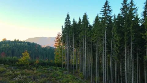 Top view of dark mountain hills covered with bare patches of cut down forest Stock Footage 233932055